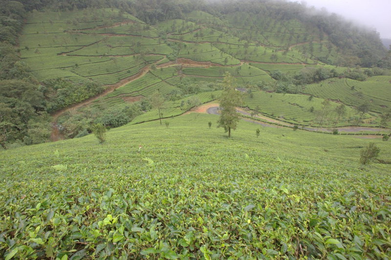 Grand Plaza, Munnar, Inde