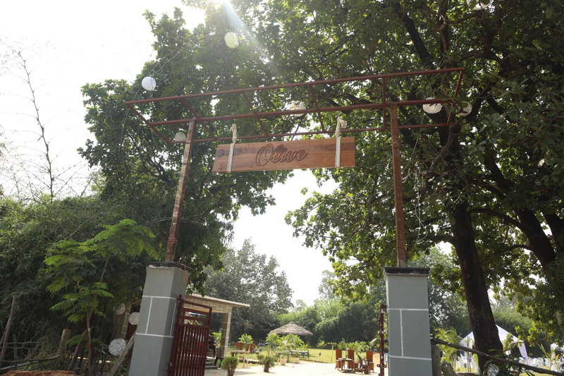 Olive, Tāla, India