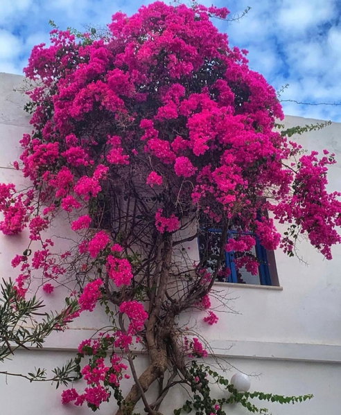Mare Naxia Hotel, Naxos Chora, Grecia