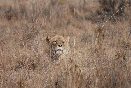 Schrikkloof Private Nature Reserve, home of The Lions Foundation, Warmbaths, South Africa