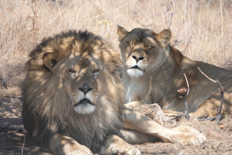 Schrikkloof Private Nature Reserve, home of The Lions Foundation, Warmbaths, South Africa