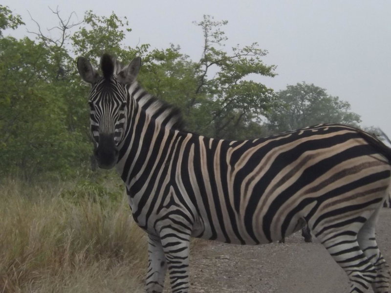 Mountain View Safari Lodge, Hoedspruit, South Africa