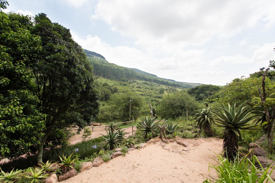 iNsingizi Lodge, Mid Illovo, South Africa