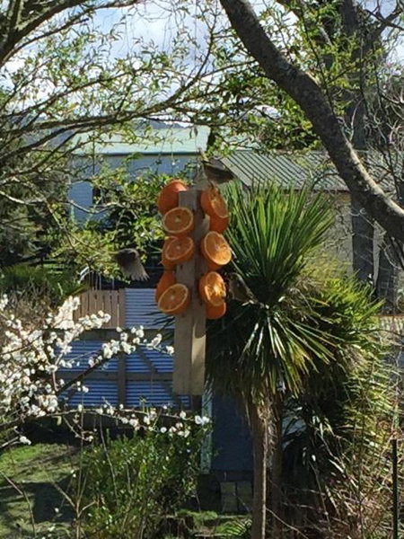 Union Street Hideaway, Waihi, New Zealand