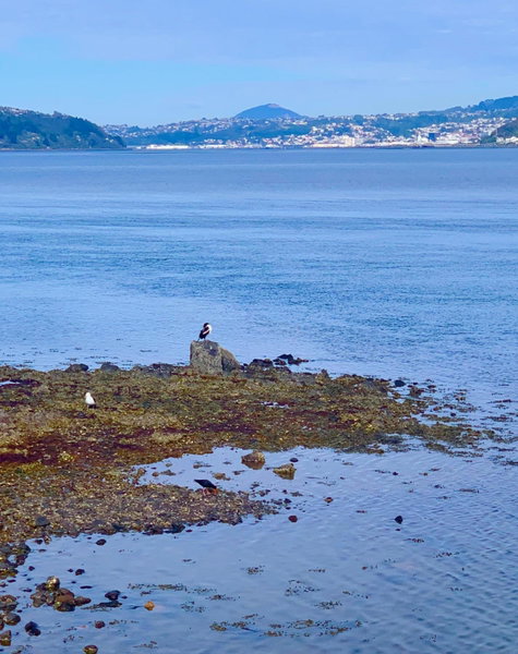 Otago Peninsula Paradise, Dunedin, New Zealand