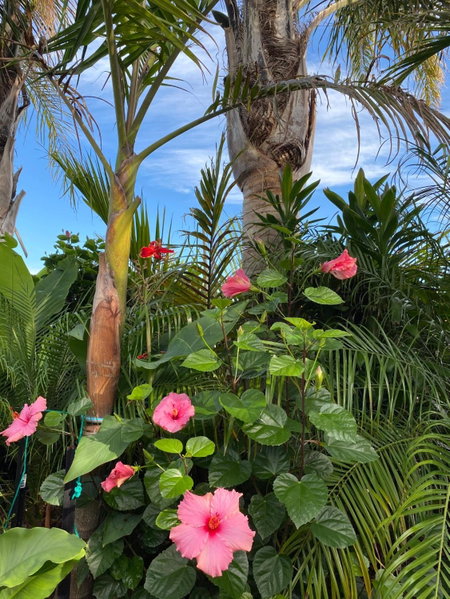 Palm Garden Papamoa Beach Paradise, Papamoa, New Zealand