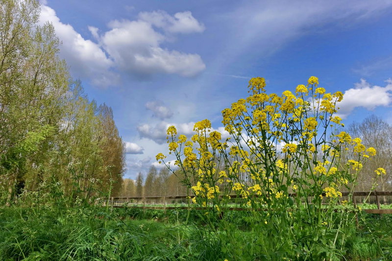 Weibos B&B Camperplaats, Schijndel, Países Bajos