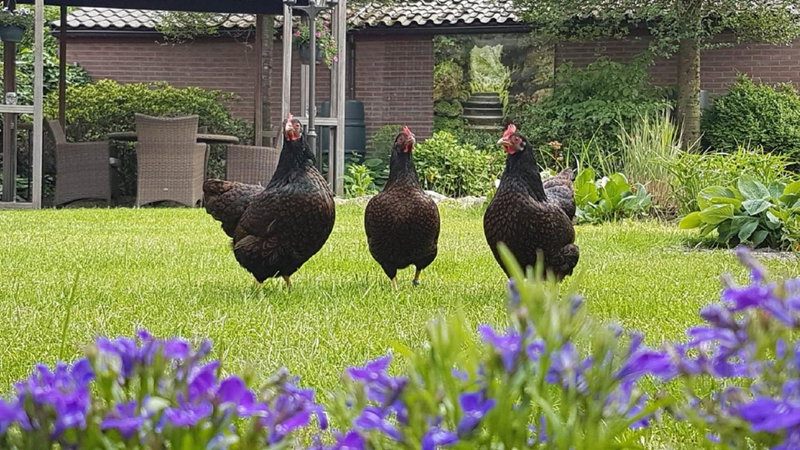 B&B De Loenense Bossen, Loenen, The Netherlands