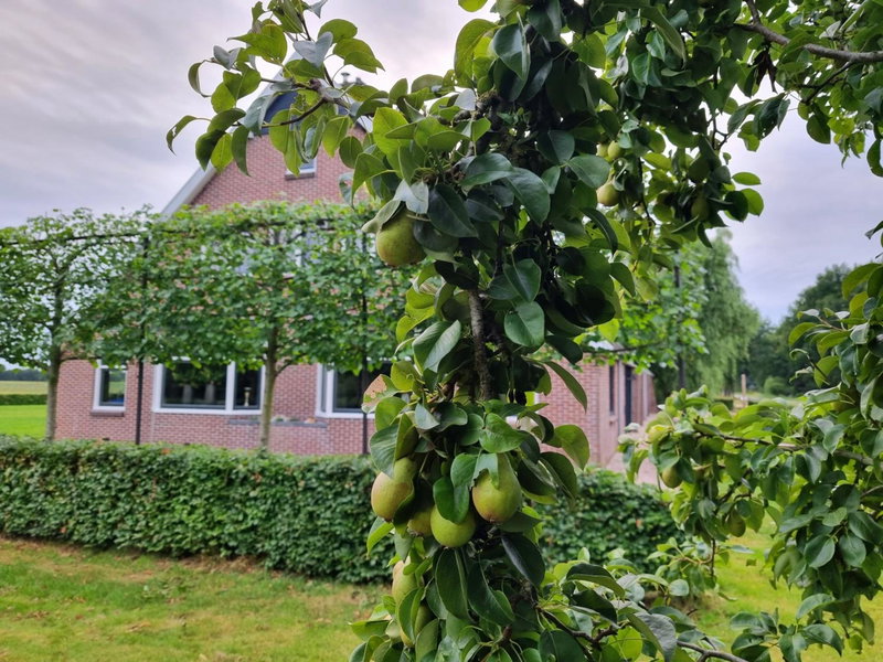 De Schotse Hooglander, Smilde, The Netherlands