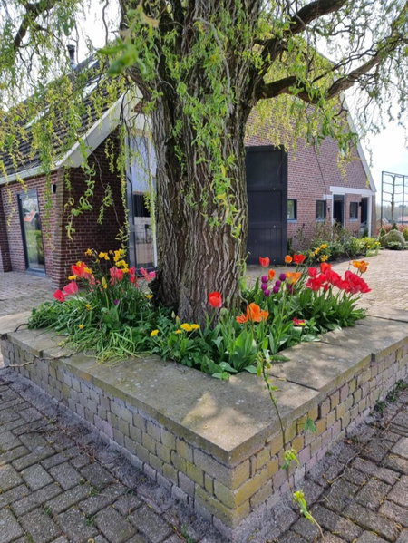 De Schotse Hooglander, Smilde, The Netherlands