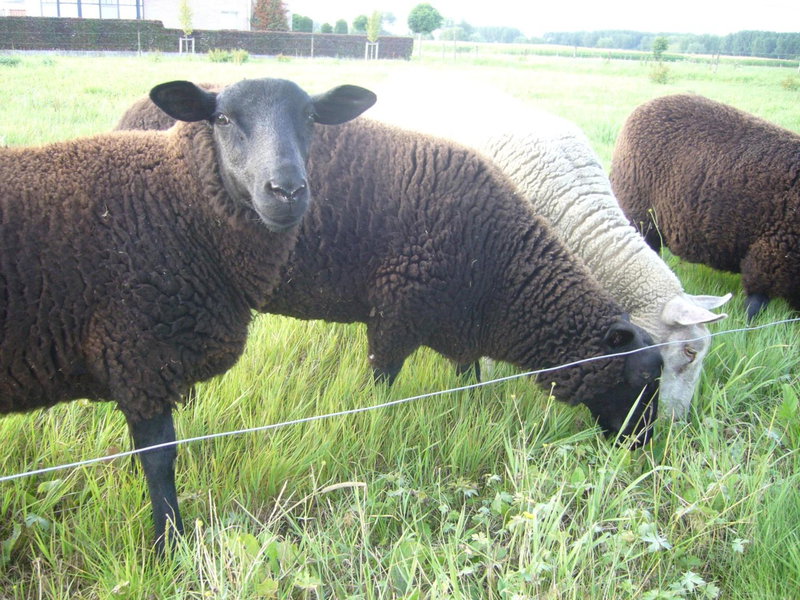 De Moeraseik, Zele, Belgien
