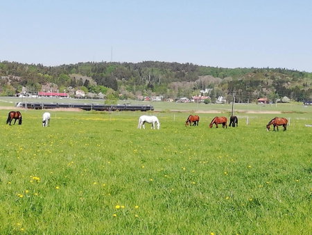 Stuga på Hammarbergs Gård, Kungsbacka, Suecia