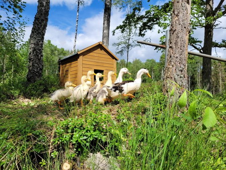 Bergakungen Stugby, Osby, Sweden