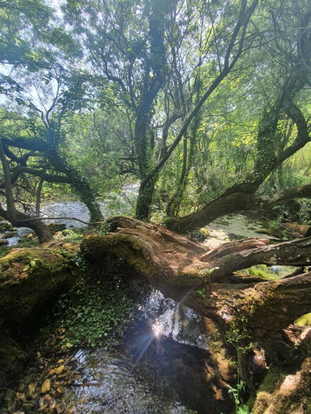 Timber valley, Plitvička Jezera, Croatia