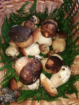 Holiday Home Neokrnjena Narava, Sevnica, Slowenien
