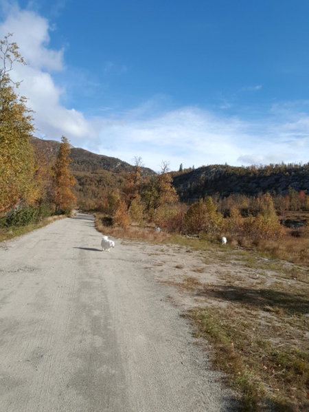 Leilighet i Åmotsdal, Åmotsdal, Norway