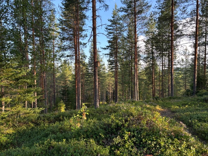 Loppiaiskaari 5, Paljakka, Kotila, Finland