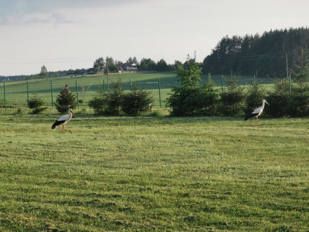 Edmart, Dobromislė, Lituania