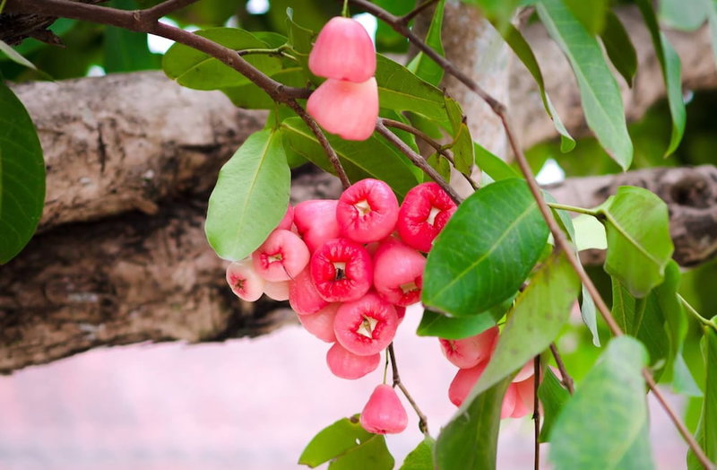 Riverside Plum Garden Homestay, Hoi An, Vietnam