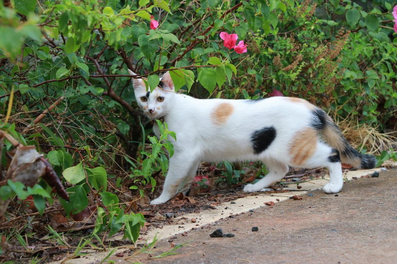 Suchanaree@Laemngop, Trat, Thailand
