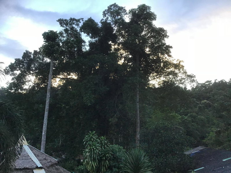 Grand Tree Bungalows, Ko Chang, Thailand