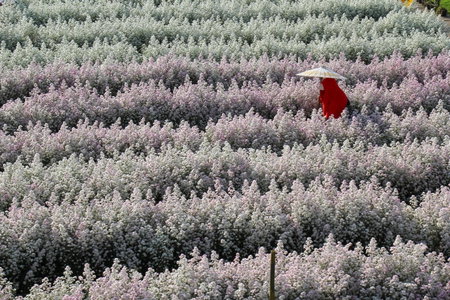 Mae Rim Grace, Mae Rim, Thailand