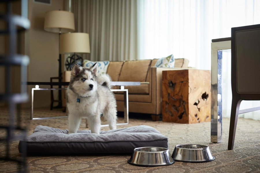 Denver Marriott Westminster, Westminster, United States