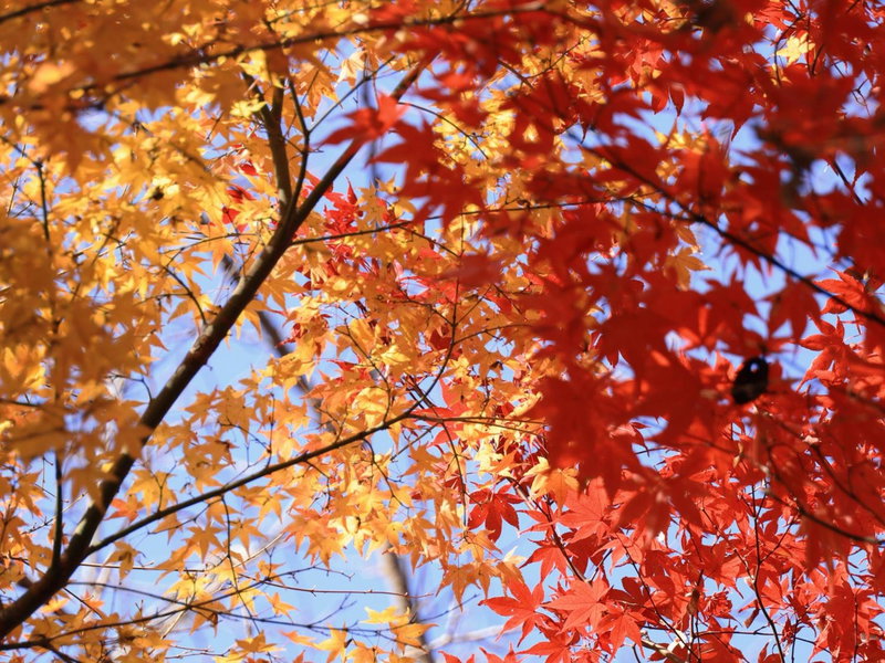 Oukai Villa Izumi, Izumi, Japon