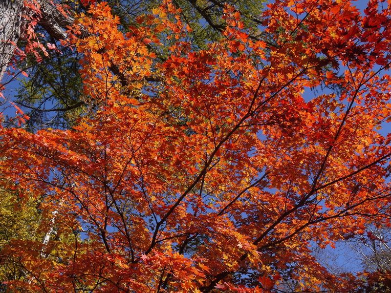 Kyukamura Nikko-Yumoto, Nikko, Япония