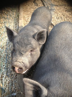 Willow Court Farm, Windsor, United Kingdom