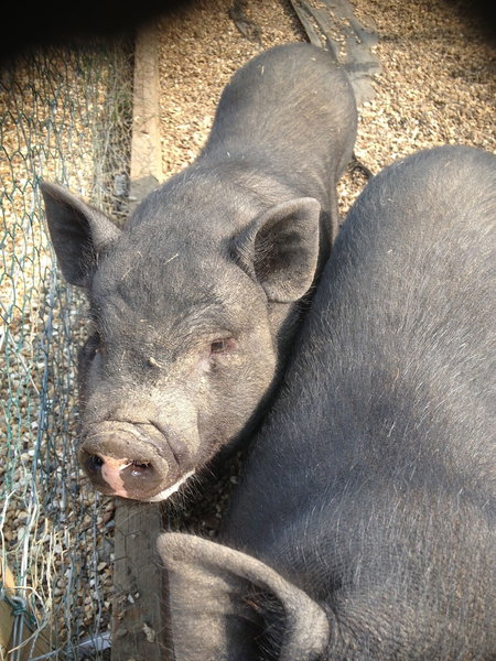 Willow Court Farm, Windsor, United Kingdom