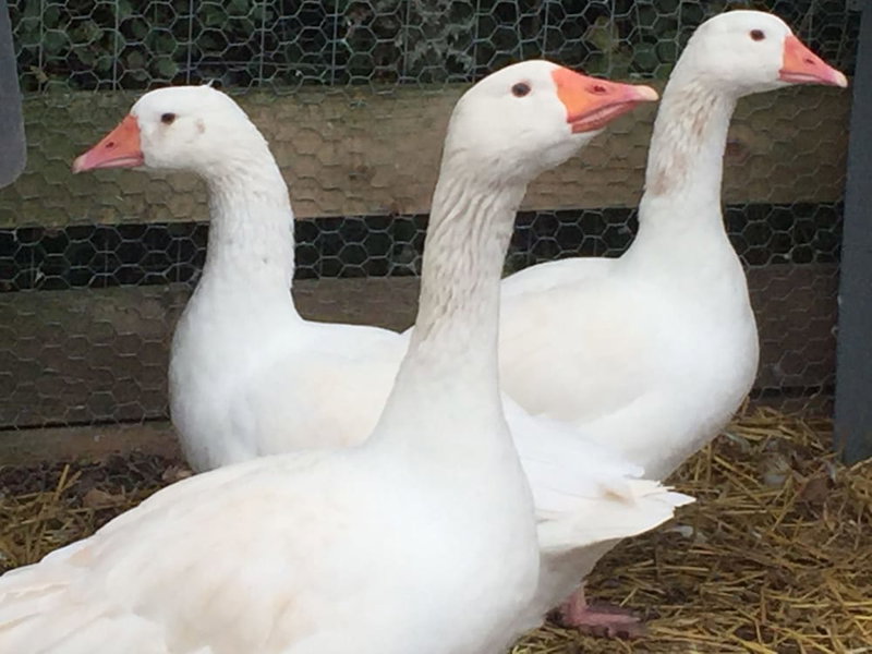 Willow Court Farm, Windsor, United Kingdom