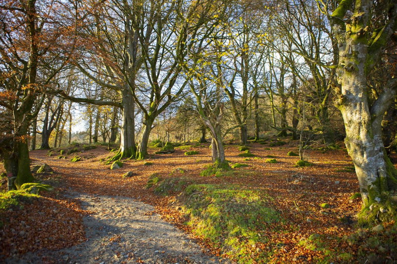 Killeavy Castle Estate, Meigh, United Kingdom