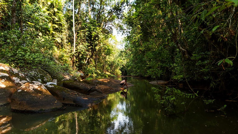 The Canopy Rainforest Treehouses & Wildlife Sanctuary, Tarzali, Australia