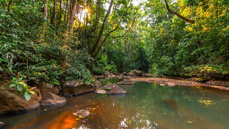 The Canopy Rainforest Treehouses & Wildlife Sanctuary, Tarzali, Australia