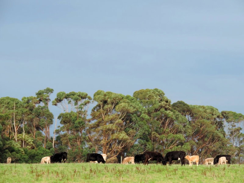 Ruby Rose, Simpson, Australia