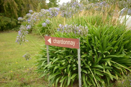 Borrodell Vineyard, Orange, Australia