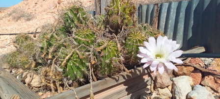 Down to Erth B&B, Coober Pedy, Australia
