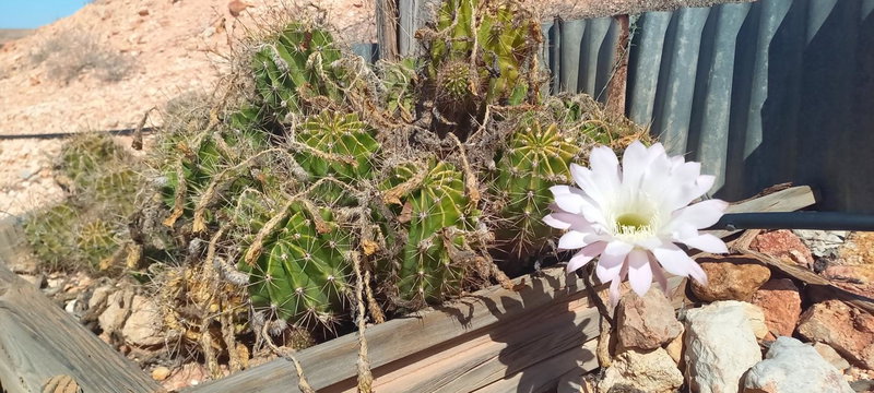 Down to Erth B&B, Coober Pedy, Australia