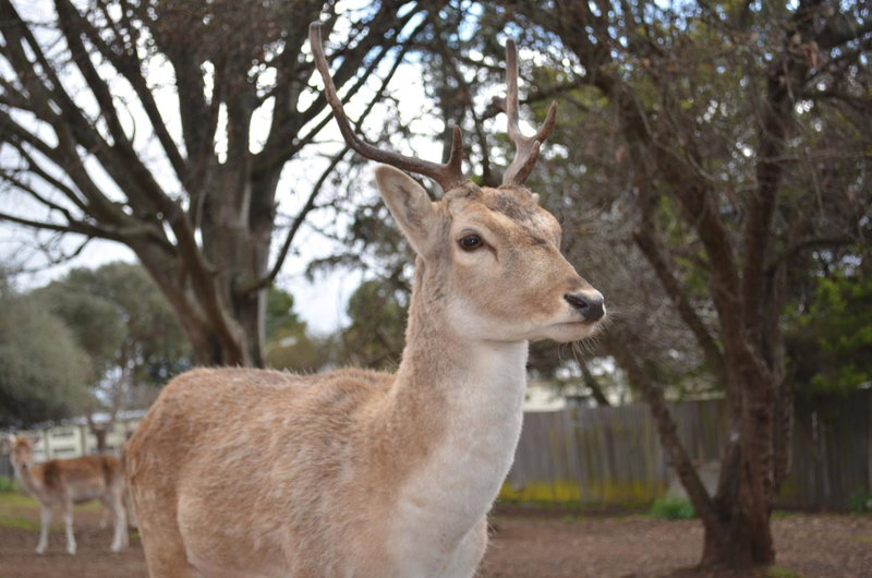 Deer Park Motor Inn Armidale, Armidale, Australia