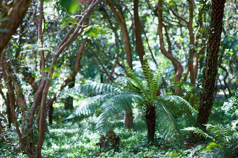Linden Gardens Rainforest Retreat, Mount Dandenong, Australie