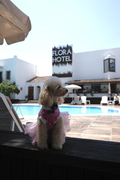 Flora Hotel, Gümbet, Турция