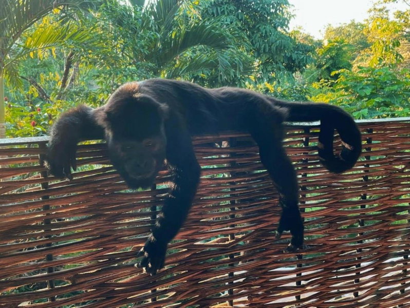 Los Susurros. Casa, Palenque, Мексика