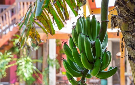 Suítes Las Flores Maresias, Maresias, Brazil