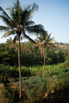 View Valley Homestay, Munnar, India