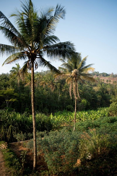 View Valley Homestay, Munnar, India