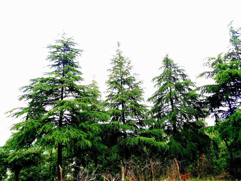 The Hideaway Chail, Chail, India