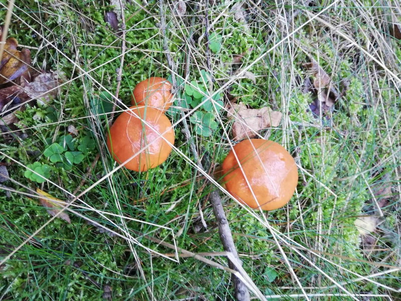 Izerski Poranek, Gryfów Śląski, Pologne