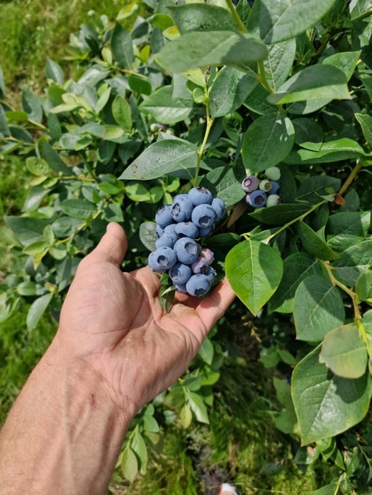 Gospodarstwo Agroturystyczne Borówkowy Bukiet Smaków, Iwkowa, Poland