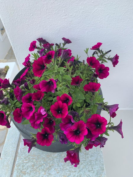 Paros Five Senses, Parikia, Greece